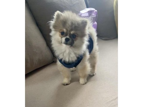 Pomeranian 3 aylık erkek