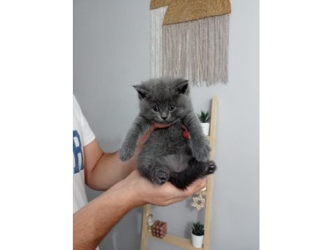 Pofuduk british shorthair bebekler