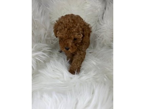 Toy poodle yavrularımız