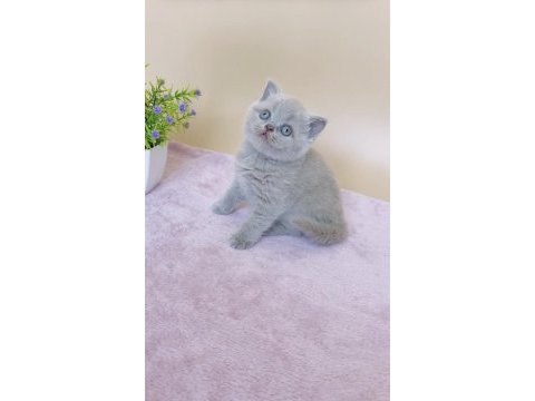 Masum bebek lilac british shorthair 