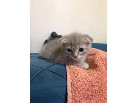 1,5 aylık kulaksız scottish fold