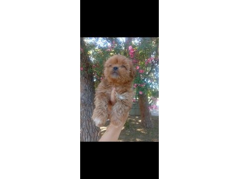 Koku tüy sorunu olmayan tuvalet eğitimli maltipoo yavrular