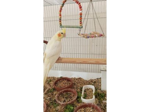 2 aylık sultan papağanı yavrular
