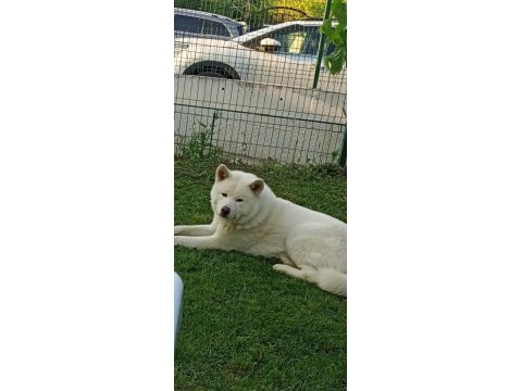 Akita inu köpeğimiz için ulaşın