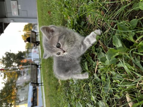 Yavru sağlıklı british shorthair