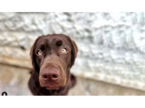 2 yaşında kısır erkek çikolata labrador