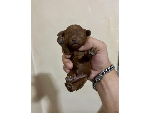 Teacup toy poodle bebeklerim