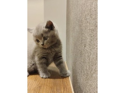 British ve scottish fold yavrular yeni yuvalarını arıyor