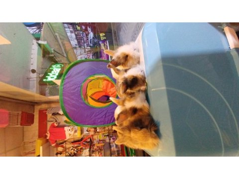 Tavşan & kafes kampanya çocuklara özel