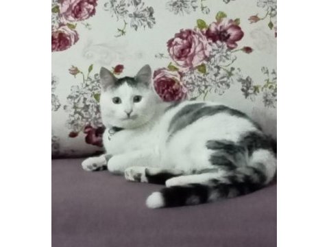 Sıcak kanlı sevecen boncuk kedim