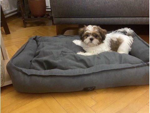 Shih tzu dünya tatlısı saf kan bebeklerimiz