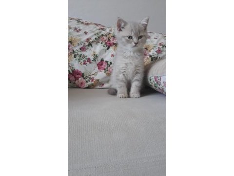 4 erkek kedimi sahiplendirmek istiyorum.uşak ili içi