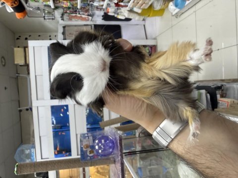Ginepig yavruları citypetshop