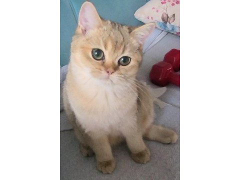 Golden british shorthair yavrular
