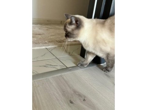 Siyam dişi kedimiz oldukça akıllı ve sevecen