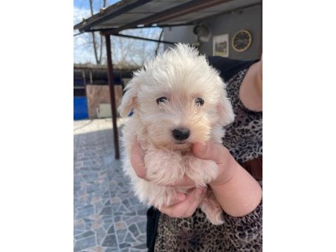 Sevimli maltese yavrularımız