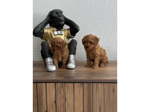 Teacup toy poodle