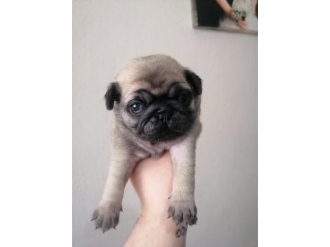 Pug yavrularımız ırk garantilidir
