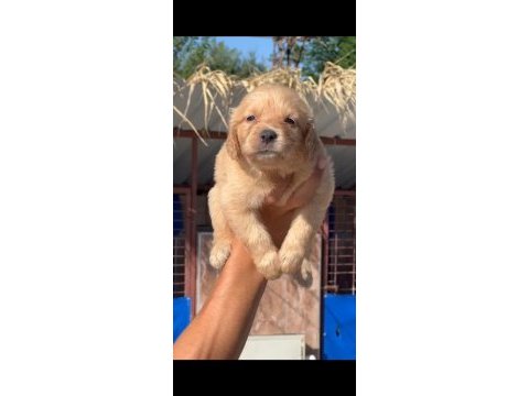 A+ kalite golden retriever yavrularımız 81 ile gönderilir