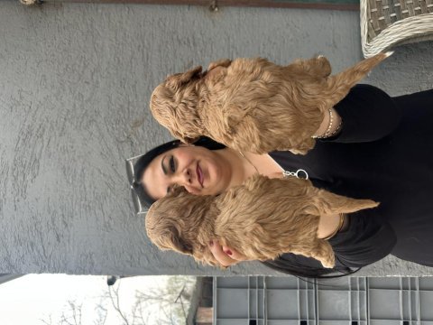 Ufacık maltipoo yavrularım