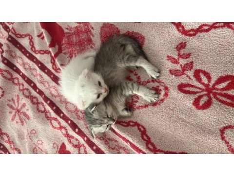Scottish fold yavru