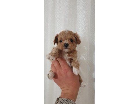 Show kalite kore kan maltipoo bebekler
