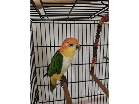 Caique papağanı (kayık papağanı)