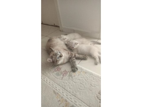 Dişi kedi ücretsiz