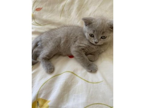 Gri british shorthair