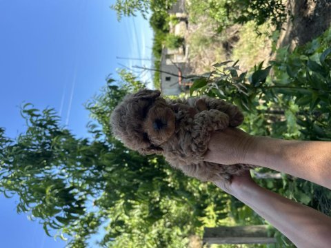 Dişi toy poodle