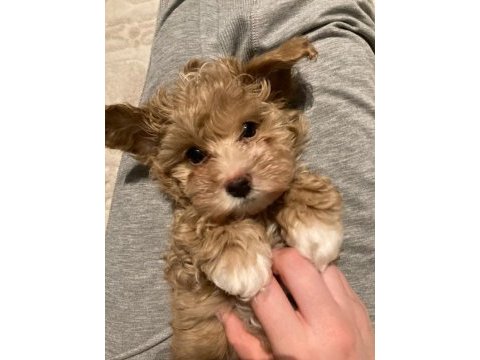 Toy poodle 2 aylık