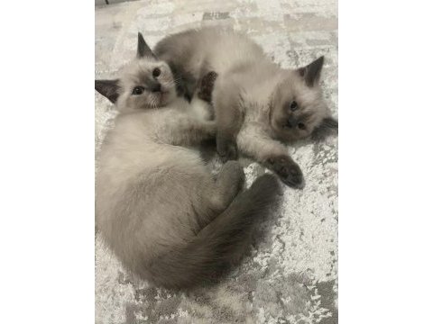 2 aylık saf british shorthair blue point kediler