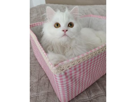 7 aylık british longhair