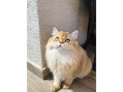 Full şecereli golden point dişi british yavrumuz