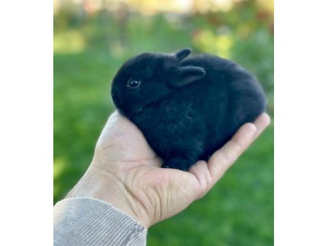 Cüce yavru tavşanlar