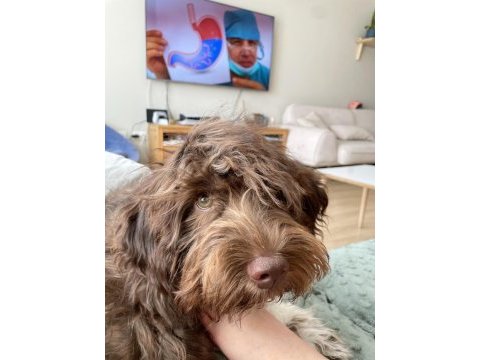 Eğitimli dişi lagotto