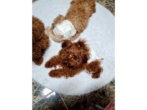 Kore yavrusu a kalite teacup toy poodle red brown yavrular