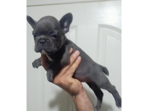 Blue french bulldog yavrular