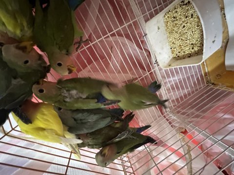 Sağlıklı her renk bebek kuşlar