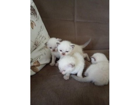 Scottish fold baba siyam anne ve yavruları