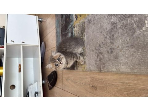 British shorthair yavrular