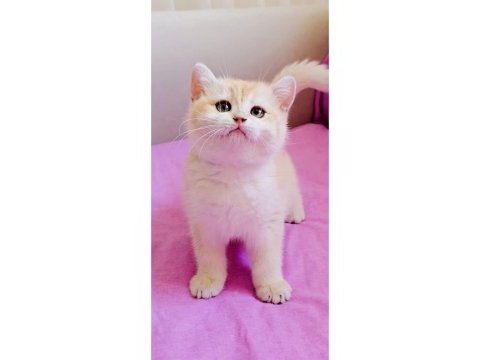 British shorthair çikolata kız