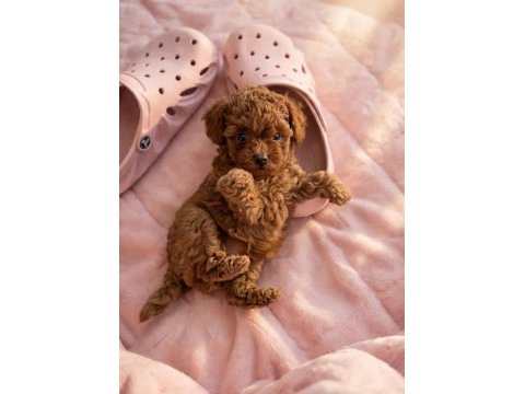 Toypoodle aşılı mikroçiplı karneli minikler 