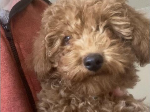 Aşılı çipli karneli toy poodle 5 aylık