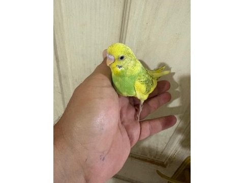 30 günlük konuşturmalık bebek muhabbet kuşu
