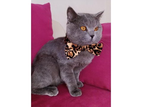 British shorthair kedimizi sahiplendiriyoruz