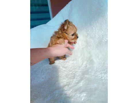 Safkan antiallerjik morkie yavrularımız