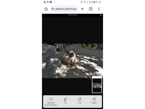 Pug mops paşa