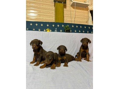 Doberman köpeklerimiz