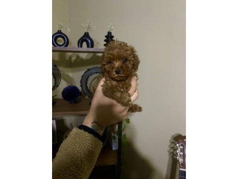 Çin poodle 650 gr red brown